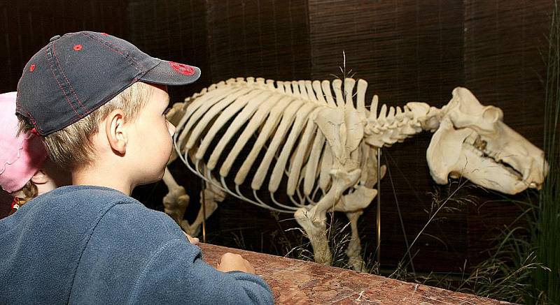 V Česku unikátní kostru hrocha v životní velikosti odhalili ve středu v ostravské zoo. Model tvoří z velké části kostra hrošice Rózy. Ta přišla do Ostravy v roce 1967 a porodila tu vůbec první mládě hrocha v tehdejším Československu.