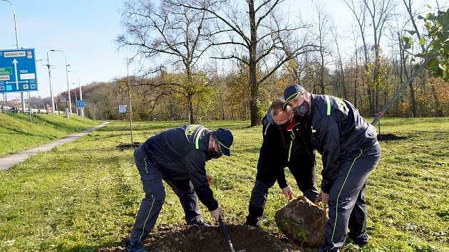 Sázení stromů s podporou Nadace ČEZ - Ostrava-Nová Ves.