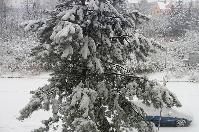 FOTO PRO SROVNÁNÍ: 31.3.2013, Boží hod velikonoční ve Frýdku-Místku - stejný strom v 9 hodin ráno