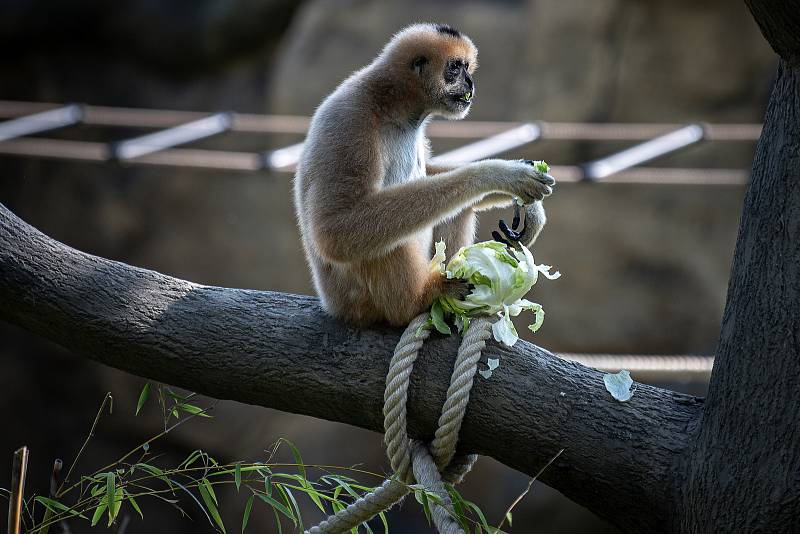 Zoo Ostrava otevřela nové expozice pro primáty gibony bělolícé, 15. srpna 2022.