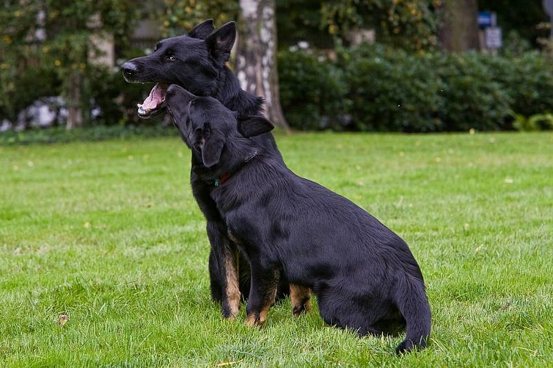 HERO. Policejní pes, který dopadl podezřelého z poškození cizího majetku.