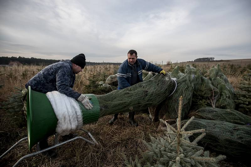 Balení vánočních stromků pro převoz do firmy Zafido na plantáži v obci Konětopy ve Středních Čechách.