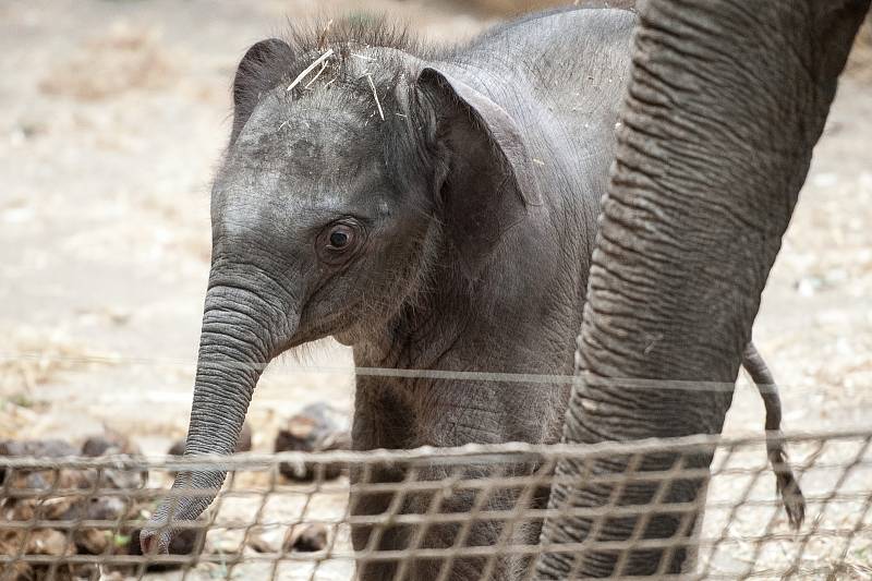 Mládě slona indického Chandru, které se narodilo  8. července 2017 v ostravské zoo.