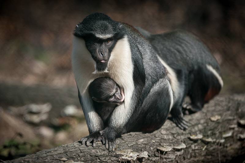 Sedmé mládě kočkodana Dianina v Pavilonu evoluce v Ostravské ZOO.