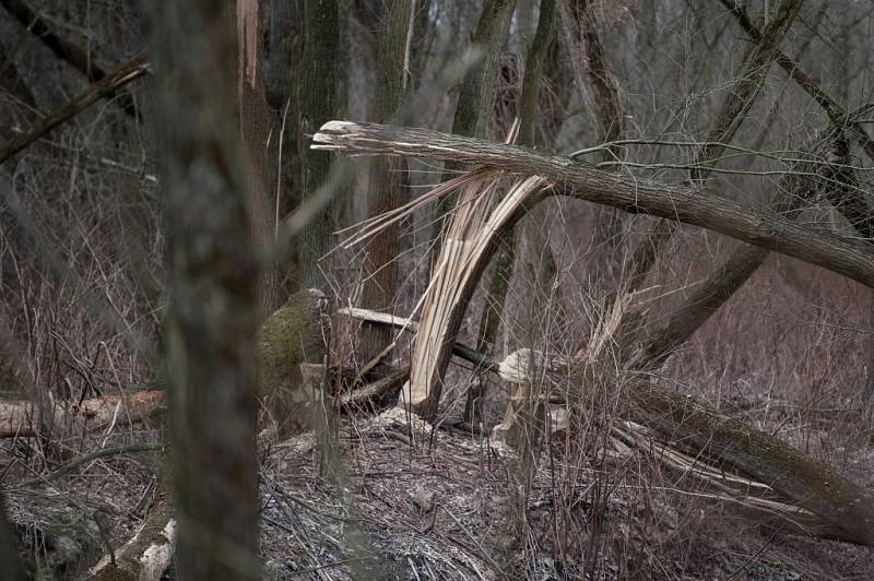 Stopy činnosti bobra u řeky Lučiny. 