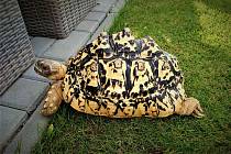 Pětikilová želva pardálí jménem Bublinka našla nový domov ve společnosti dalších velkých želv.