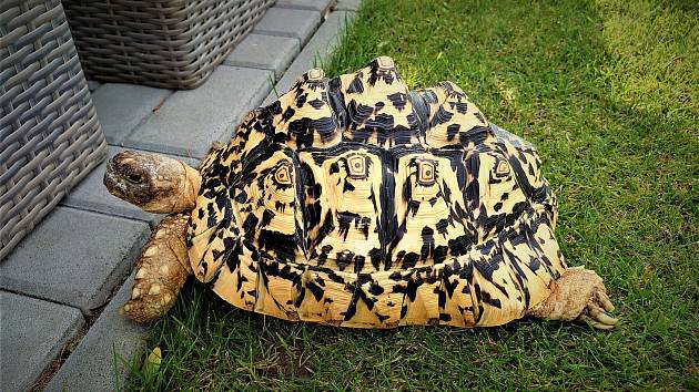 Pětikilová želva pardálí jménem Bublinka našla nový domov ve společnosti dalších velkých želv.