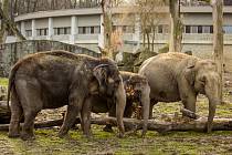 Sloni v ostravské zoo.