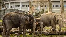Sloni v ostravské zoo.