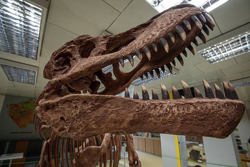 V Geologickém pavilonu v areálu VŠB-TUO (Vysoké školy báňské - Technické univerzity Ostrava) odhalili 2,5 metru vysoký a pět metrů dlouhý model kostry tyranosaura rexe, 18. ledna 2022.