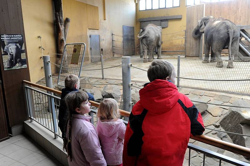 Ondra, Kryštof, Lucie a Julie. Další čtyři děti, kterým v tomto týdnu Deník splnil jejich vánoční přání. Chtěli se podívat do ostravské zoologické zahrady a pozdravit sloní mládě Rashmi.