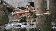 Tygří bratři Eda a Elton opustí v lednu ostravskou zoologickou zahradu. Jejich novými domovy se stanou  litevská Zoo Kaunas a Woburn Safari Park v Anglii.