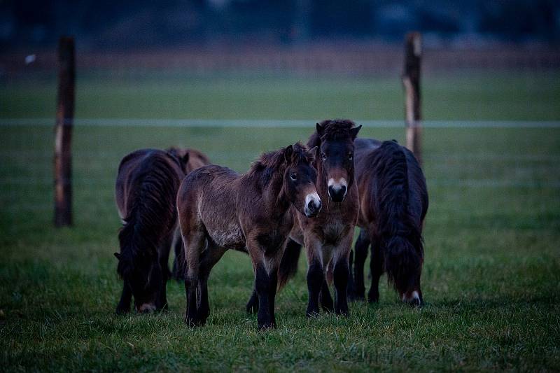 Na Kozmické ptačí louky bylo v listopadu 2019 vypuštěno stádo exmoorských pony.