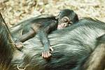 První mládě šimpanze narozené v Pavilonu evoluce ostravské zoo. Snímek z úterý 3. března 2020.