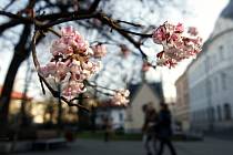 Kvetoucí strom v centru Ostravy.