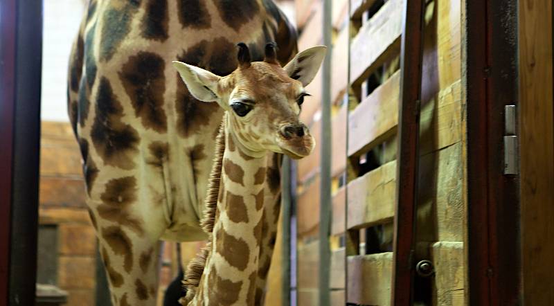 Žirafy v českých Zoo. Ilustrační foto.