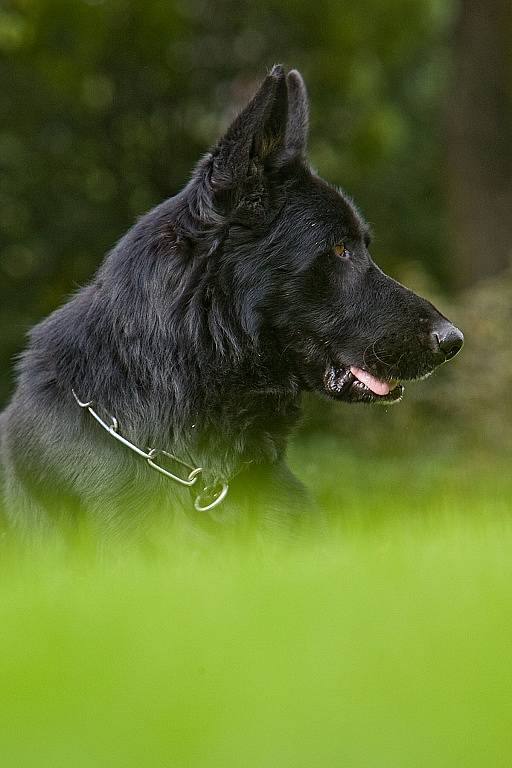 HERO. Policejní pes, který dopadl podezřelého z poškození cizího majetku.