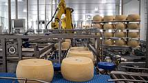 Robotizovaný sklad sklad sýrů společnosti Gran Moravia, 12. srpna 2021 v Cogollo del Cengio v provincii Vicenza, Benátsko, Itálie. Roboti bochníky připravují na dřevěné police, ty následně putují do skladu.