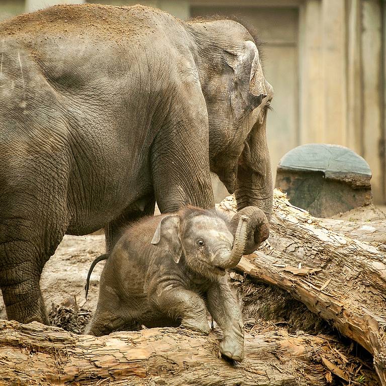 Slůně z ostravské zoo oslaví 4. září sedm měsíců.