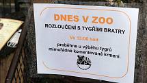 Tygří bratři Eda a Elton opustí v lednu ostravskou zoologickou zahradu. Jejich novými domovy se stanou  litevská Zoo Kaunas a Woburn Safari Park v Anglii.