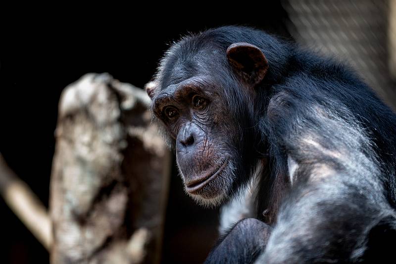 Zoologická zahrada Ostrava, poslední květnový víkend.