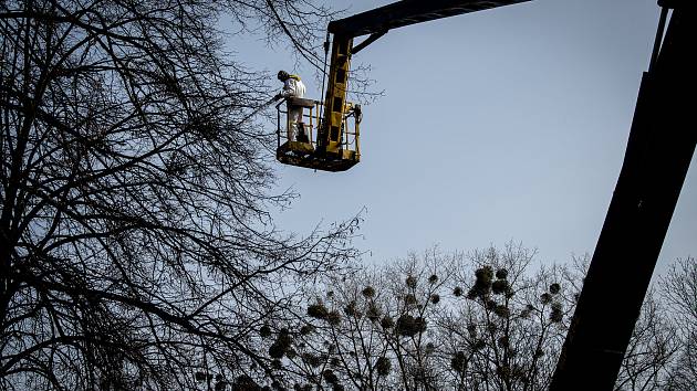 Společnosti Safe Trees provádí postřik proti jmelí v městské části Poruba, 25. března 2021 v Ostravě.
