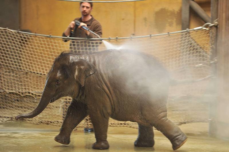 Nejmladší sloní samička z ostravské zoo se narodila 4. února 2014. Letos slaví své první narozeniny.