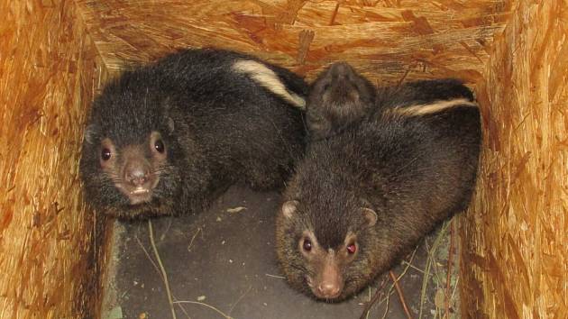 Historicky první odchované mládě damana pralesního přišlo na svět v ostravské zoologické zahradě.