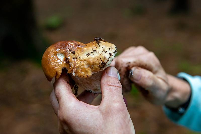 V Beskydech začaly růst houby, 21. srpna 2019.