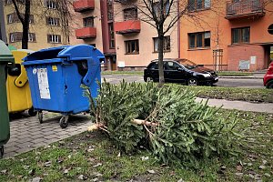 Odložené vánoční stromky, leden 2022, Ostrava.