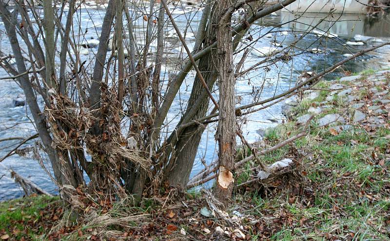 Okolí valašské řeky Bečvy dva měsíce po úniku jedů do vody a otrávení života v ní, listopad 2020. I sami lidé už pátrají, kdo je na vině.