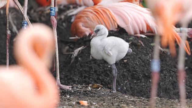 Mládě plameňáka kubánského v Zoo Ostrava, červenec 2022.