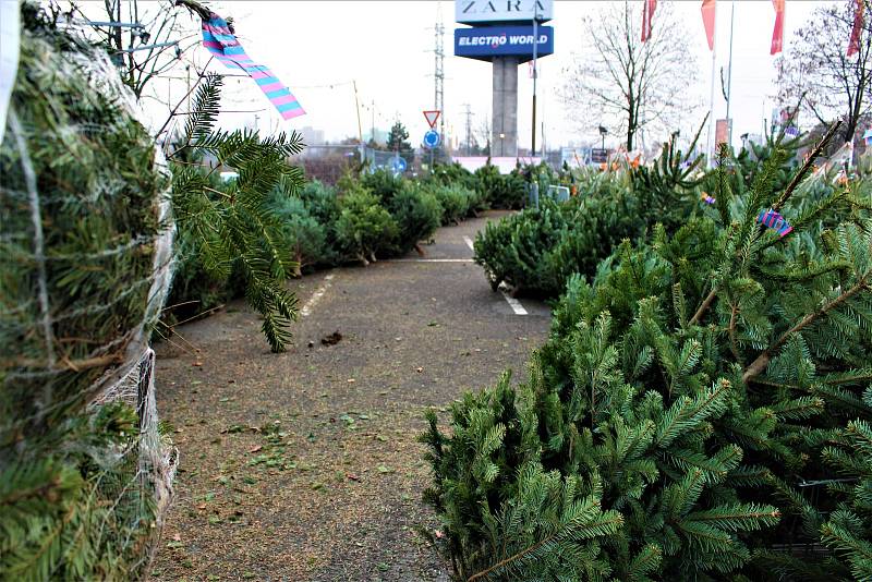 Prodej vánočních stromků v Ostravě, obchodní centrum, Avion Shopping Park, Ostrava, 3. 12. 2022