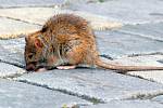 Potkani šíří nemoci. Ilustrační foto.