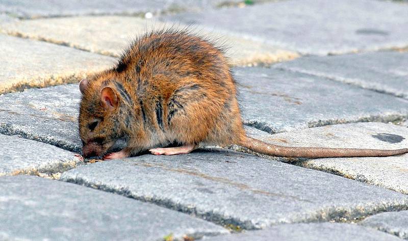 Potkani jsou podle odborníků velmi inteligentní zvířata. Dokáží přežít i hurikán.