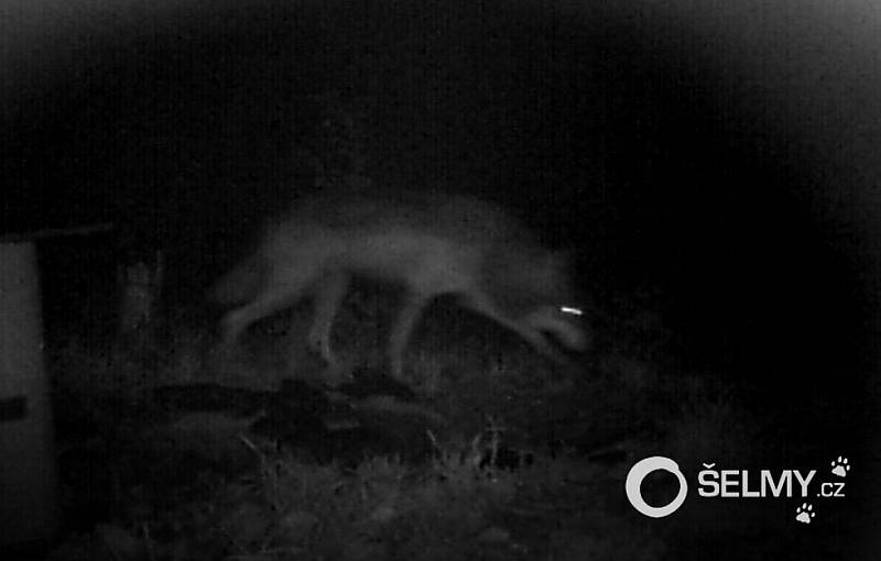 Loni v říjnu zachytila fotopast pohyb vlka na Šternbersku. Podle odborníků není vylouče- no, že se zdržoval i na území Opavska a Bruntálska.