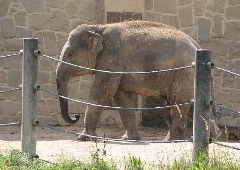 V pátek 12. srpna je Mezinárodní den slonů. Na snímku sloni v ostravské zoo, srpen 2022.