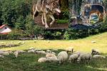 Vlci v Beskydech, lidé už se nebojí jen o ovce, ale taky sami o sebe