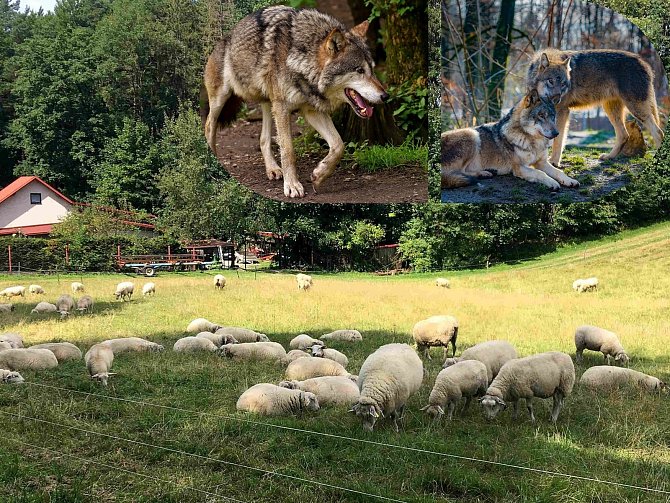 Vlci v Beskydech, lidé už se nebojí jen o ovce, ale taky sami o sebe