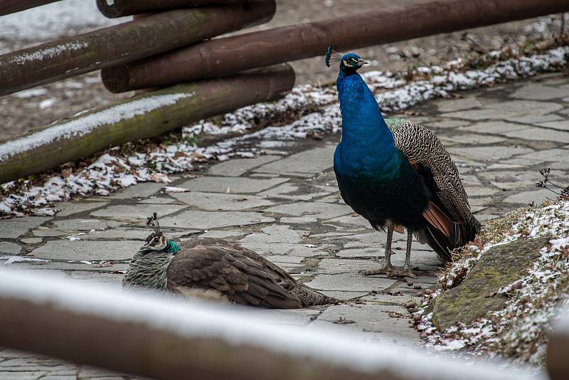 Zoo Ostrava je nadále dle nařízení vlády uzavřená, 6. února 2021 v Ostravě. Panda červená.