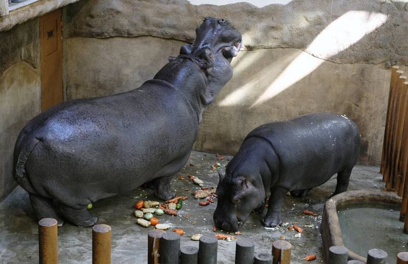 Hroši v ostravské zoo. Ilustrační foto.