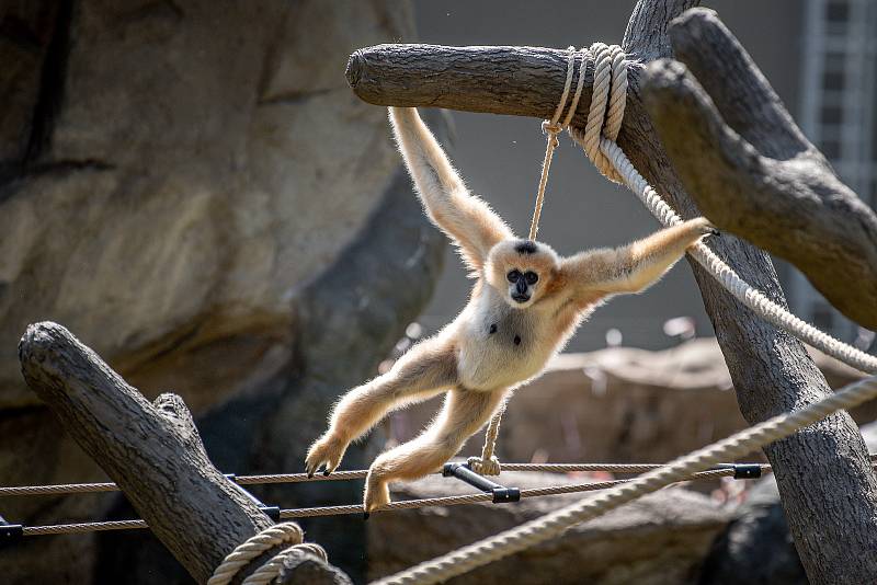 Zoo Ostrava otevřela nové expozice pro primáty gibony bělolícé, 15. srpna 2022.