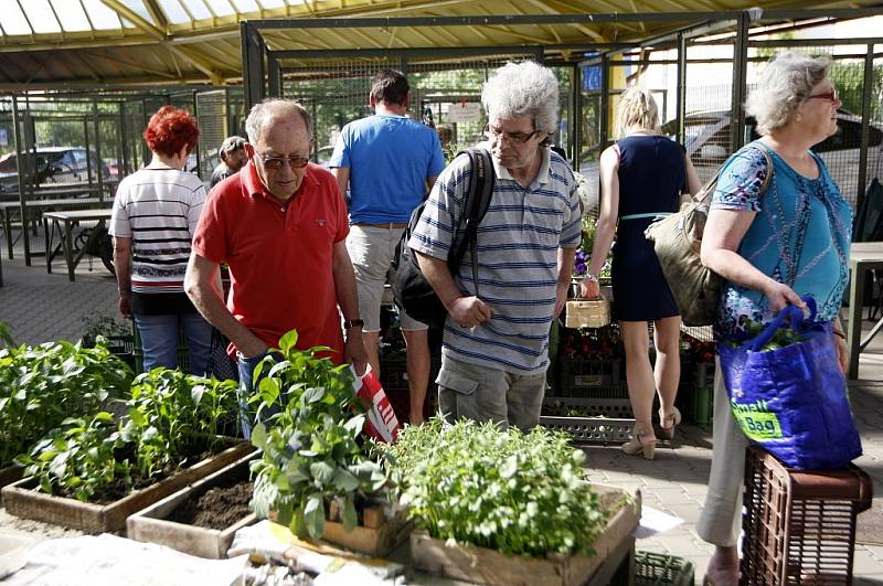 Tržnice na Černé louce letos nezažívá špatný rok. Její správkyně říká, že zákazníků přibývá a pěkné počasí láká lidi i k nákupům sazeniček. 