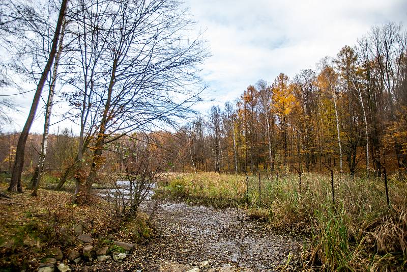 Kouzelný podzim a výlov rybníka v ostravské zoo, 16. listopad 2019.