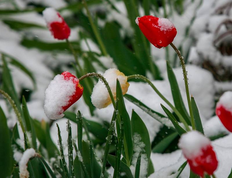 Středa 19. dubna 2017 v Ostravě. Zasněžené tulipány.