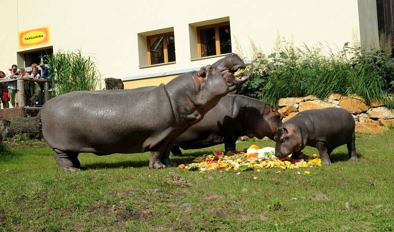 Hroši v ostravské zoo. Ilustrační foto.