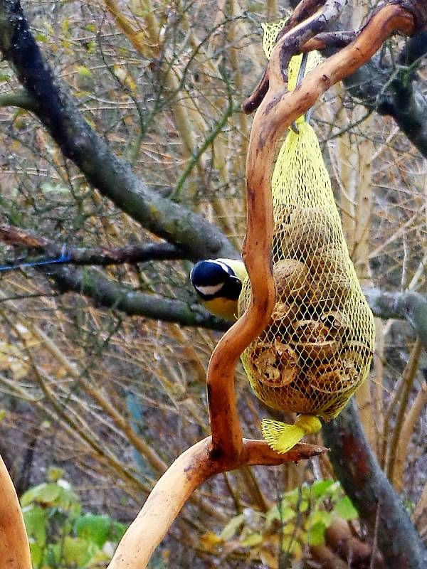 Podzimní fauna objektivem Evy Raidové.