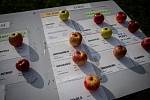 Samosběr jablek v sadech Životice, 10. října 2020 v Havířově-Životicích.