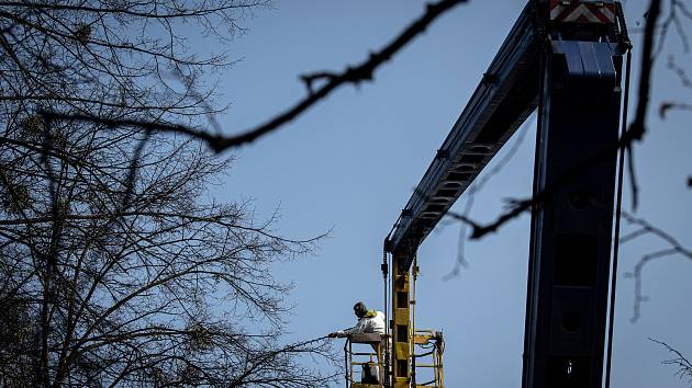 Společnosti Safe Trees provádí postřik proti jmelí v městské části Poruba, 25. března 2021 v Ostravě.