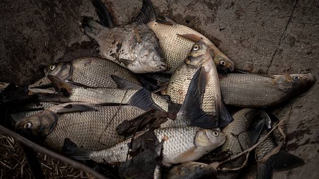 Uhynulé ryby ve slepém rameni řeky Odry, 20. března 2023, Ostrava-Výškovice.